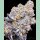 In House Genetics Deluxe Sugarcane Fem 3 St.