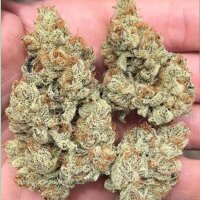 In House Genetics Frozen Gelato Fem 3St.