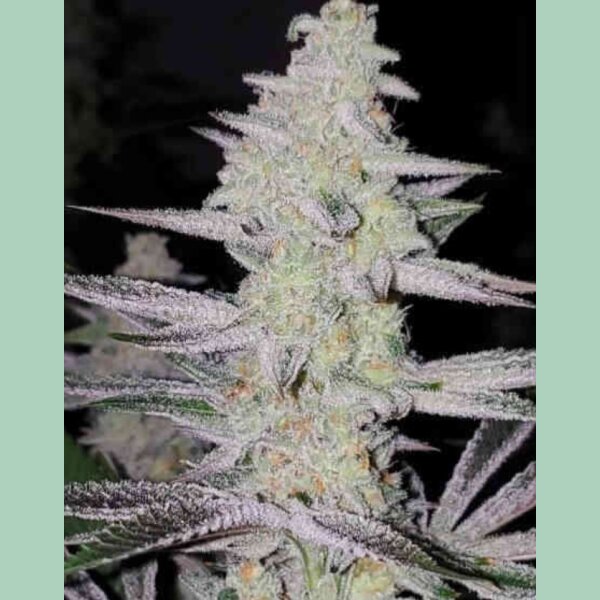 In House Genetics Frozen Grapes Fem 3St.