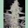 In House Genetics Frozen Grapes Fem 3St.