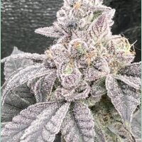In House Genetics Jelly Breath S1 Fem 3St.