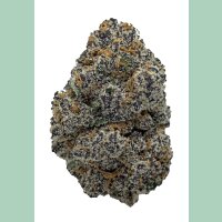 In House Genetics Tacky Glue Fem 3St.