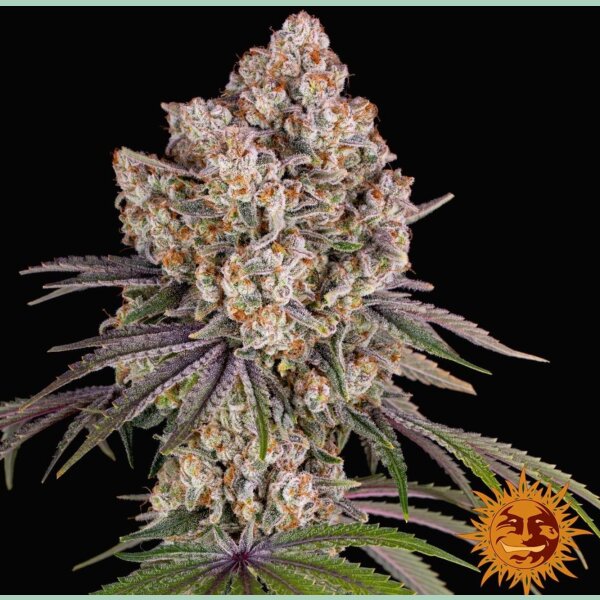 Barneys Farm Ice Cream Cake Fem 3St.
