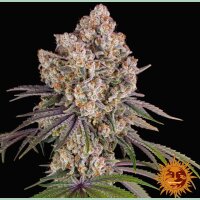 Barneys Farm Ice Cream Cake Fem 3St.