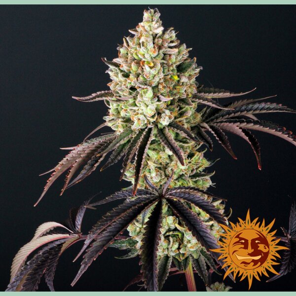 Barneys Farm Glookies Fem 3St.