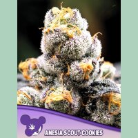 Anesia Scout Cookies Fem 3St.