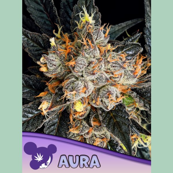 Anesia Aura Fem 3St.