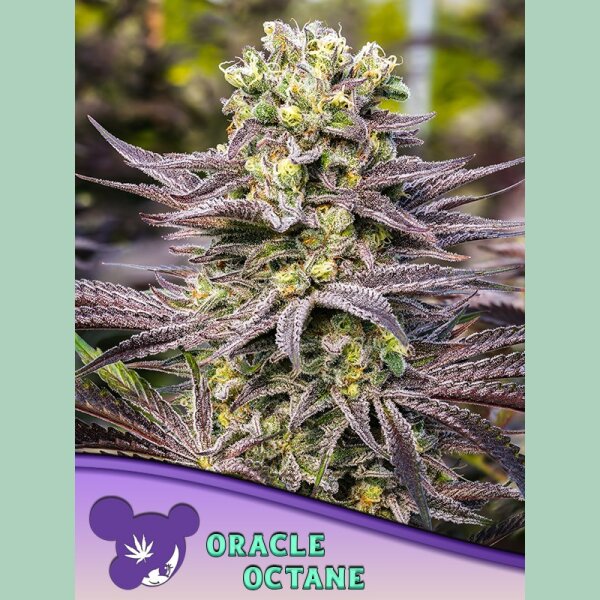 Anesia Oracle Octane Fem 3St.