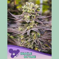 Anesia Oracle Octane Fem 3St.