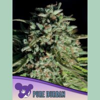 Anesia Pure Durban Fem 3St.