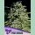 Anesia Pure Durban Fem 3St.