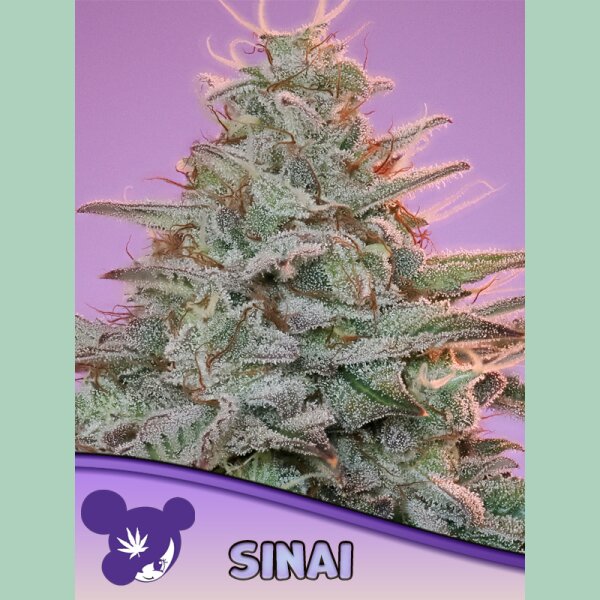 Anesia SINAI (Landrasse) Fem 3St.