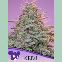 Anesia SINAI (Landrasse) Fem 3St.