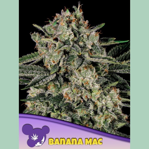 Anesia Banana MAC Fem 3St.