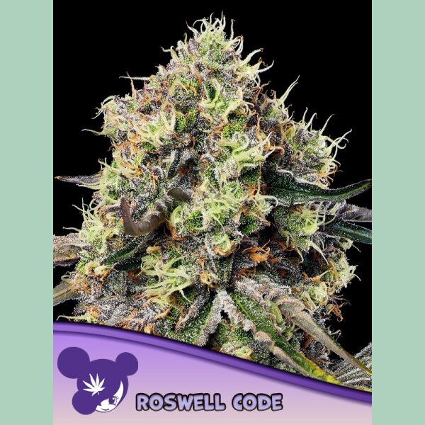 Anesia Roswell Code Fem 3St.