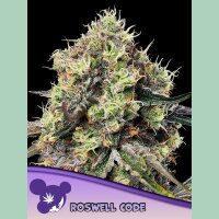 Anesia Roswell Code Fem 3St.