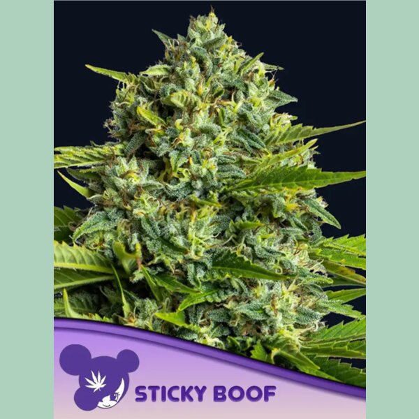 Anesia Sticky Boof Fem 3St.