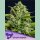 Anesia Sticky Boof Fem 3St.