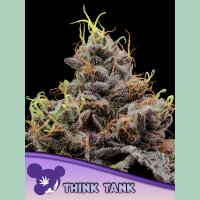 Anesia Think Tank Fem 3St.