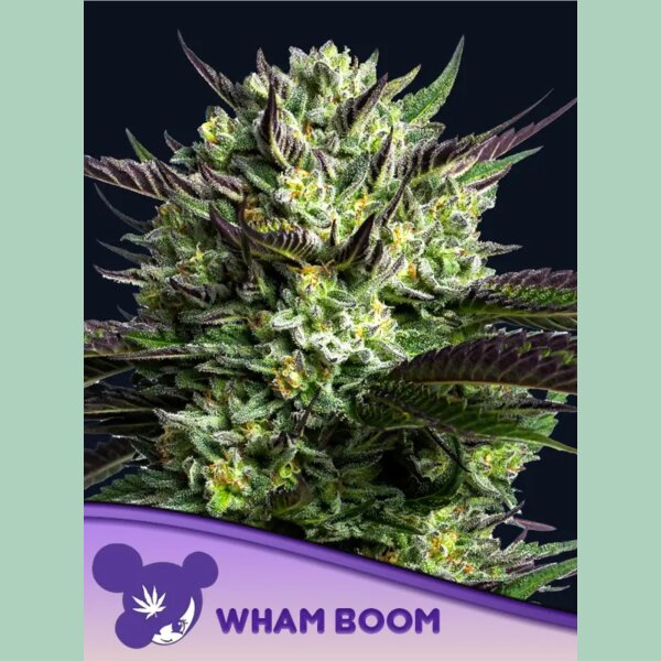 Anesia WHAM BOOM Fem 3St.