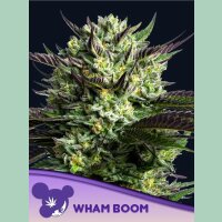 Anesia WHAM BOOM Fem 3St.