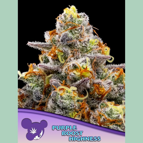 Anesia Purple Boost Highness Fem 3St.