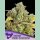 Anesia Honey Fried Bananas Fem 3St.