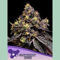 Anesia Glowberry Rush Fem 3St.