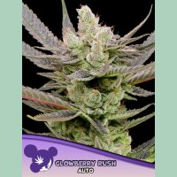 Anesia Glowberry Rush Auto Fem 3St.