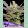 Anesia Glowberry Rush Auto Fem 3St.