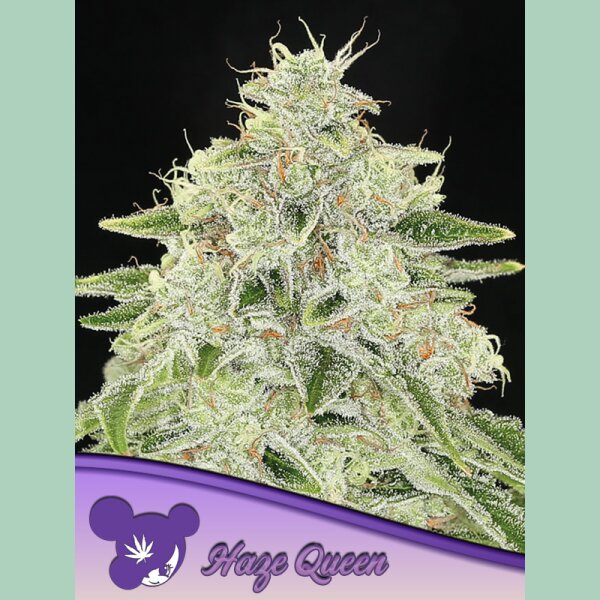 Anesia Haze Queen Fem 3St.