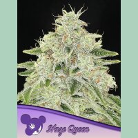 Anesia Haze Queen Fem 3St.