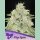 Anesia Haze Queen Fem 3St.