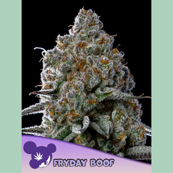 Anesia Fryday Boof Fem 3St.