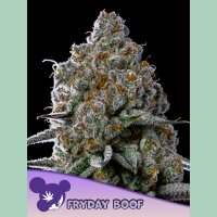 Anesia Fryday Boof Fem 3St.