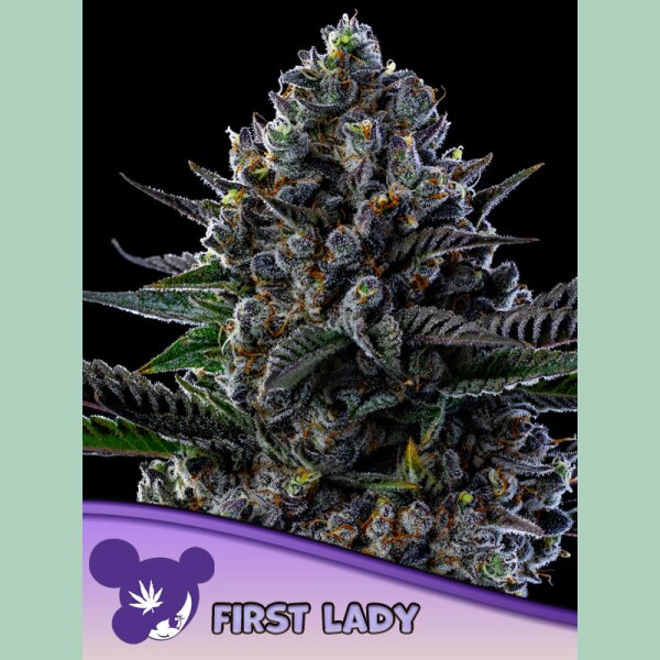 Anesia First Lady Fem 3St.