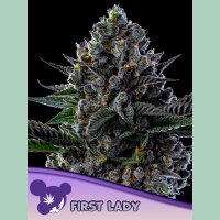Anesia First Lady Fem 3St.