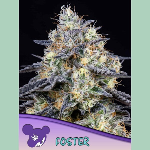 Anesia Foster Fem 3St.