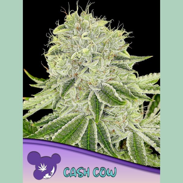 Anesia Cash Cow Fem 3St.