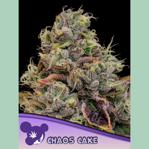 Anesia Chaos Cake Fem 3St.