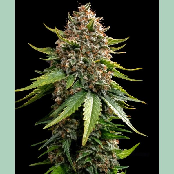 Barneys Farm White Widow XXL Auto Fem 3St.