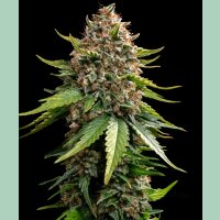 Barneys Farm White Widow XXL Auto Fem 3St.