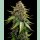 Barneys Farm White Widow XXL Auto Fem 3St.