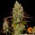 Barneys Farm Tangerine Dream Fem 3St.