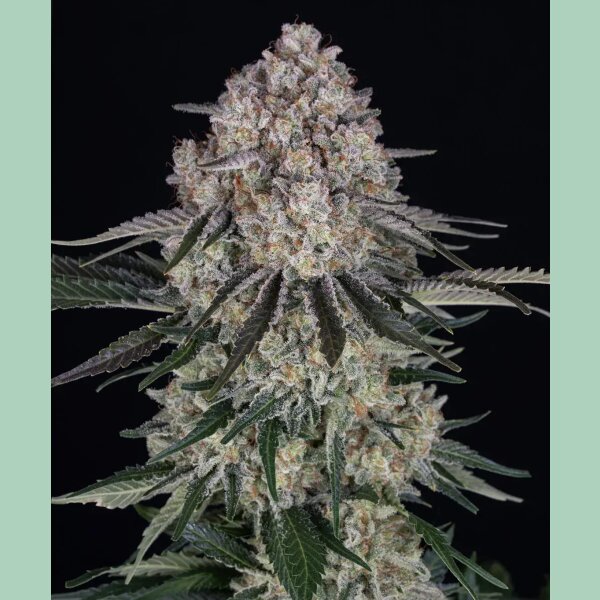 Barneys Farm Sour Diesel Auto Fem 3St.