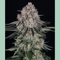 Barneys Farm Sour Diesel Auto Fem 3St.