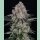 Barneys Farm Sour Diesel Auto Fem 3St.