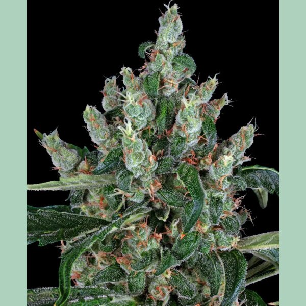 Barneys Farm Laughing Buddha Fem 3St.