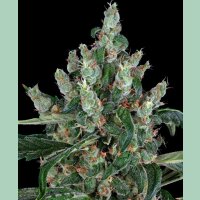 Barneys Farm Laughing Buddha Fem 3St.