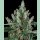 Barneys Farm Laughing Buddha Fem 3St.